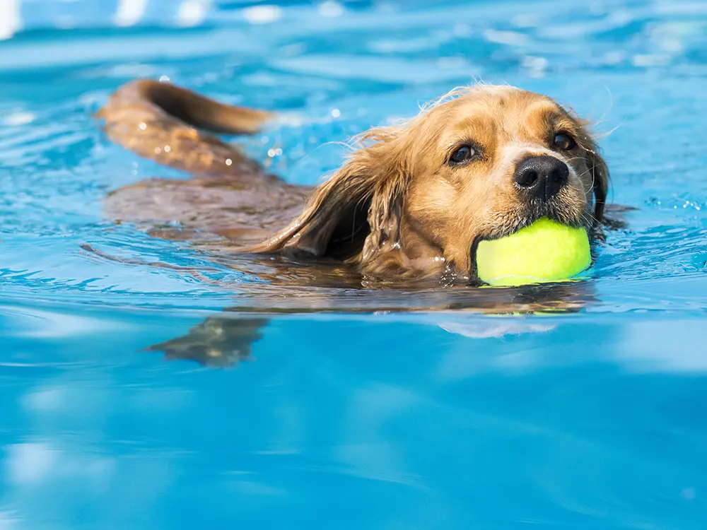 The advantages of a fiberglass pool for pets