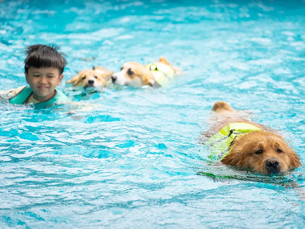 Unleashing the fun - why share the pool with pets?