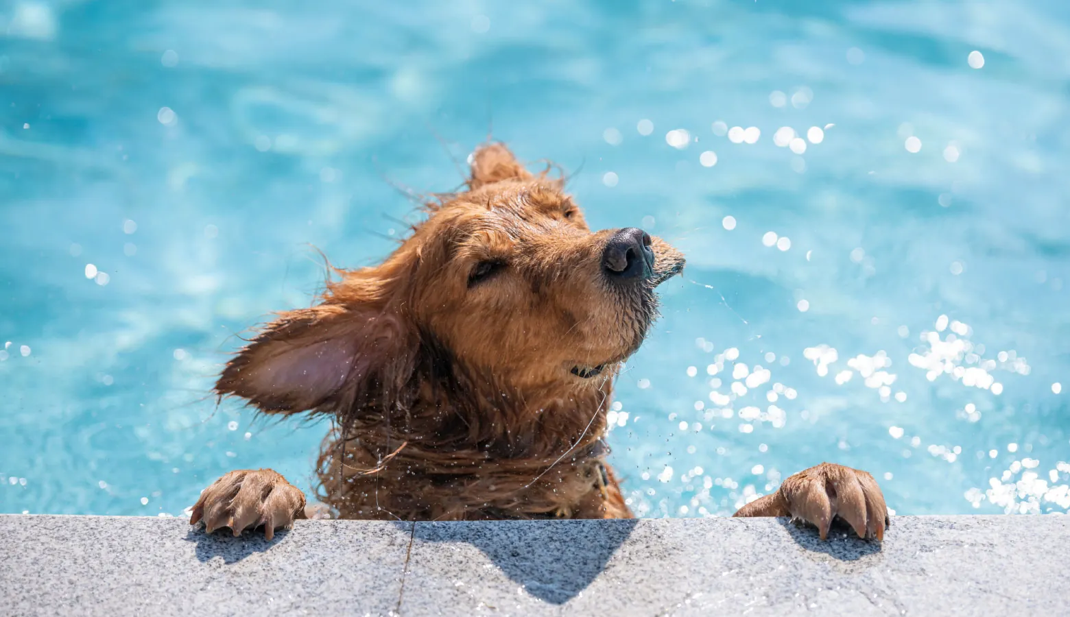 The surprising benefits of a swimming pool for pets