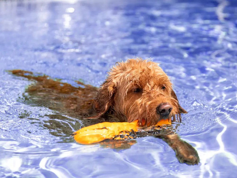 pet exercise: low-impact pool workouts