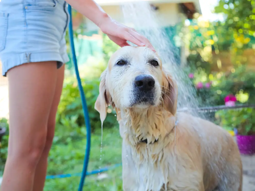 pool maintenance with pets in mind