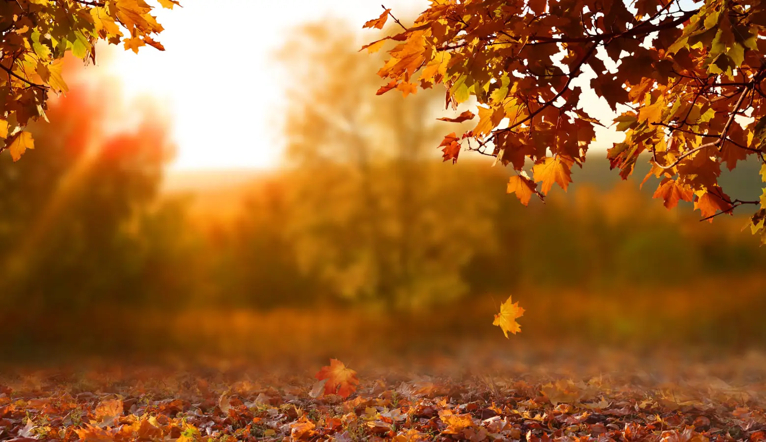 How Falling Leaves Impact Your Pool: a Complete Maintenance Guide