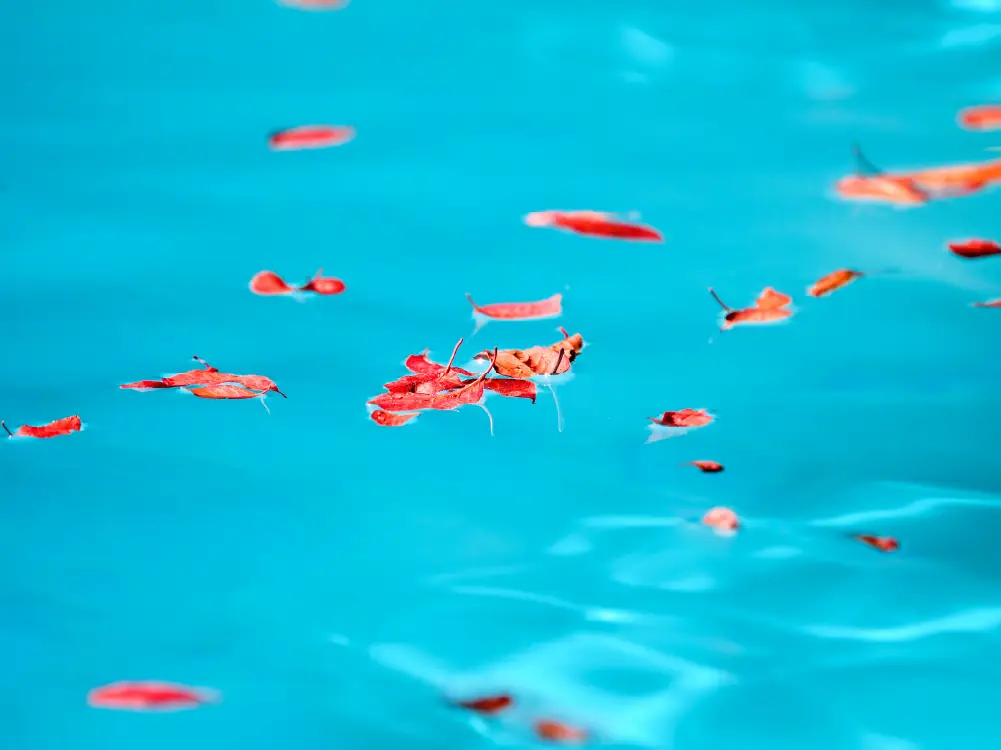 The hidden dangers of fallen leaves in a pool